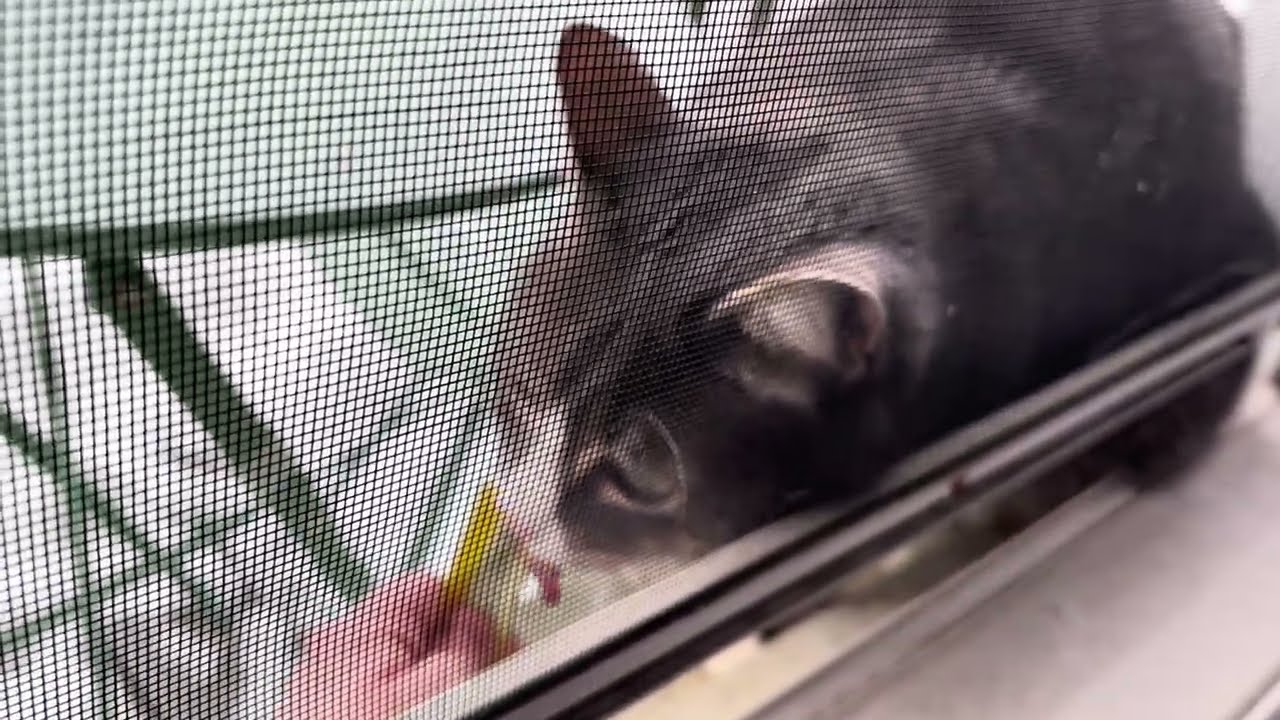A squeezy treat for Squash