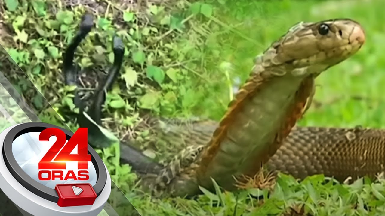 Naglilingkisang Banakon o King Cobra, nagdulot ng matinding trapiko | 24 Oras Weekend