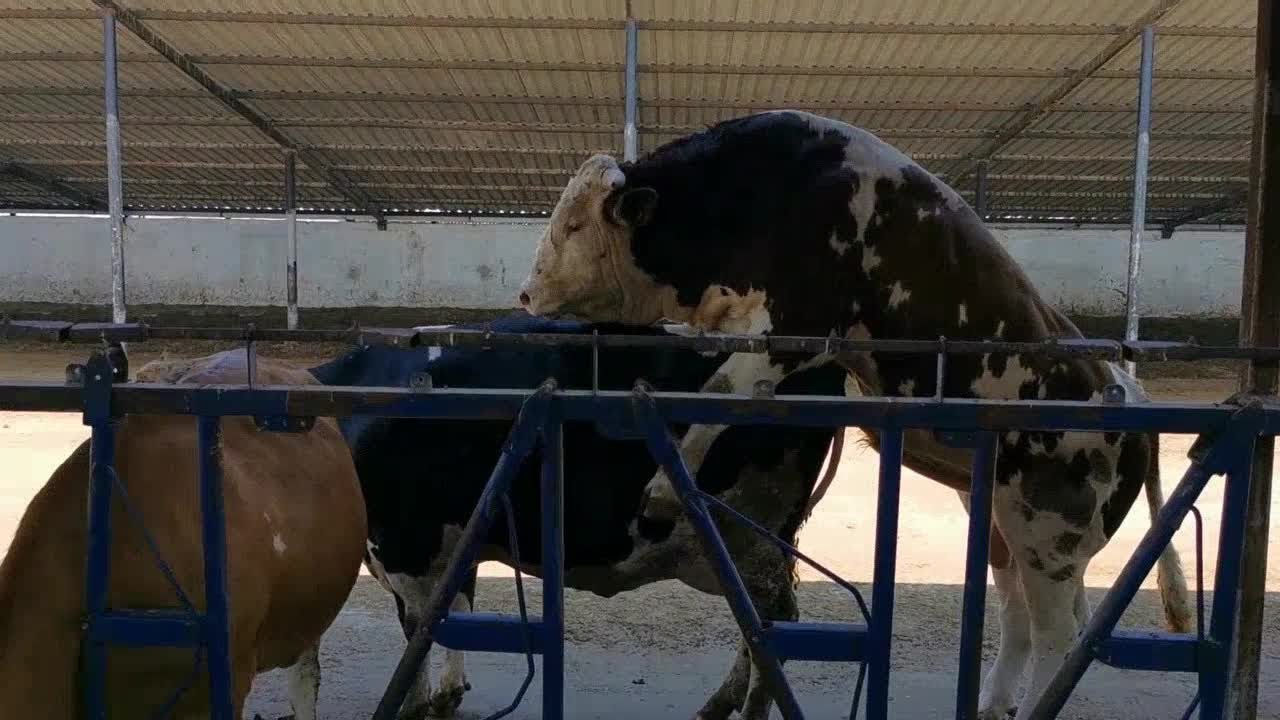 Bulls & Cows Best Farming - New Bulls Meet Cows First Time #23