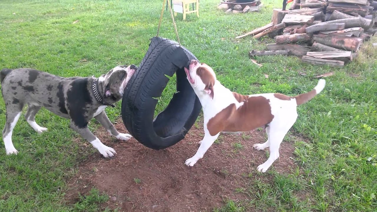 Alapaha blue blood bulldog determination
