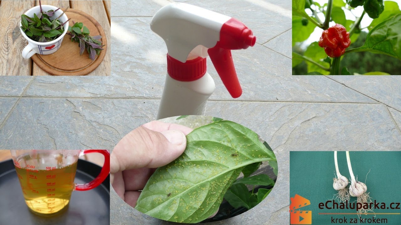 Jak vyrobit domácí postřik z česneku proti mšicím, molicím a plísním. Garlic Spray