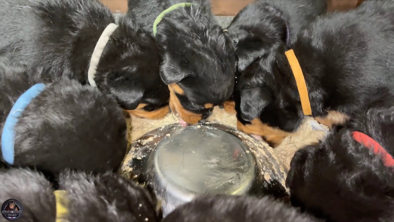 Weaning 4 Weeks Old Rottweiler Puppies - How to Make Puppy Mush
