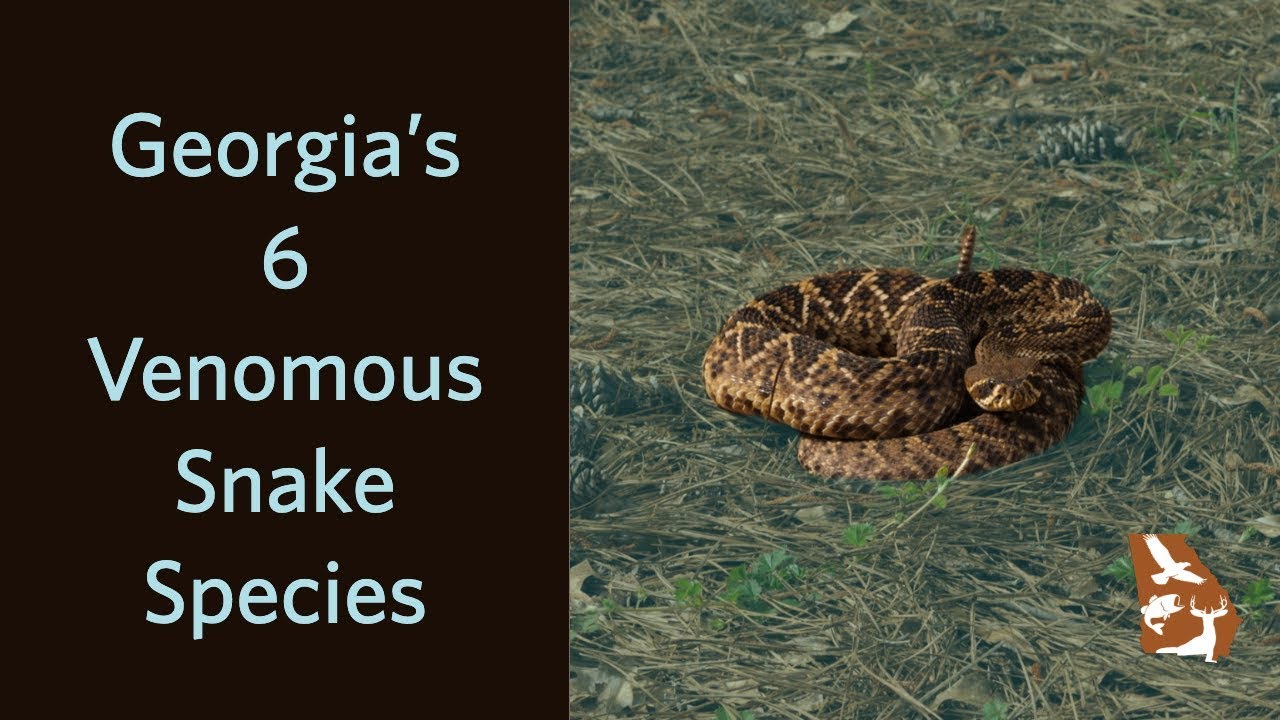 Venomous Snakes