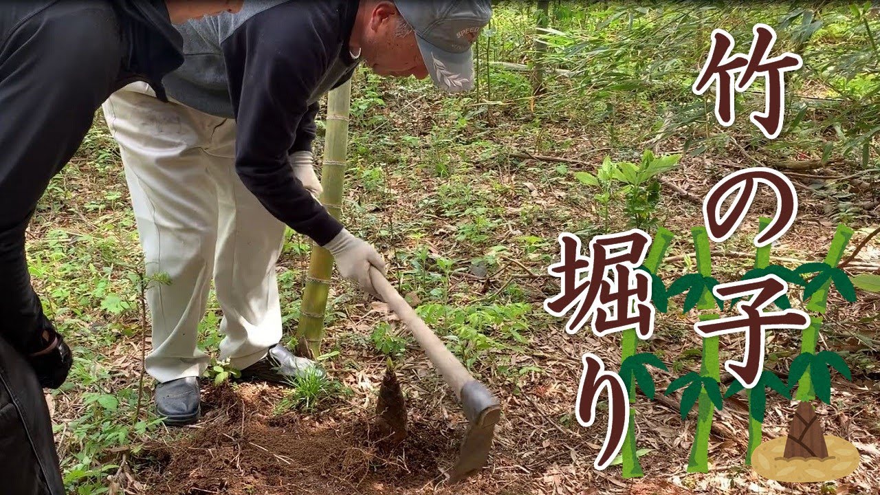 タケノコ掘りに行きました　良いタケノコの見分け方と上手な掘り方をご紹介！