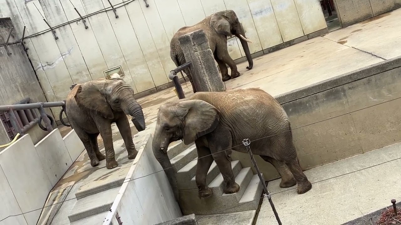 とべ動物園アフリカゾウ　2026/2/6