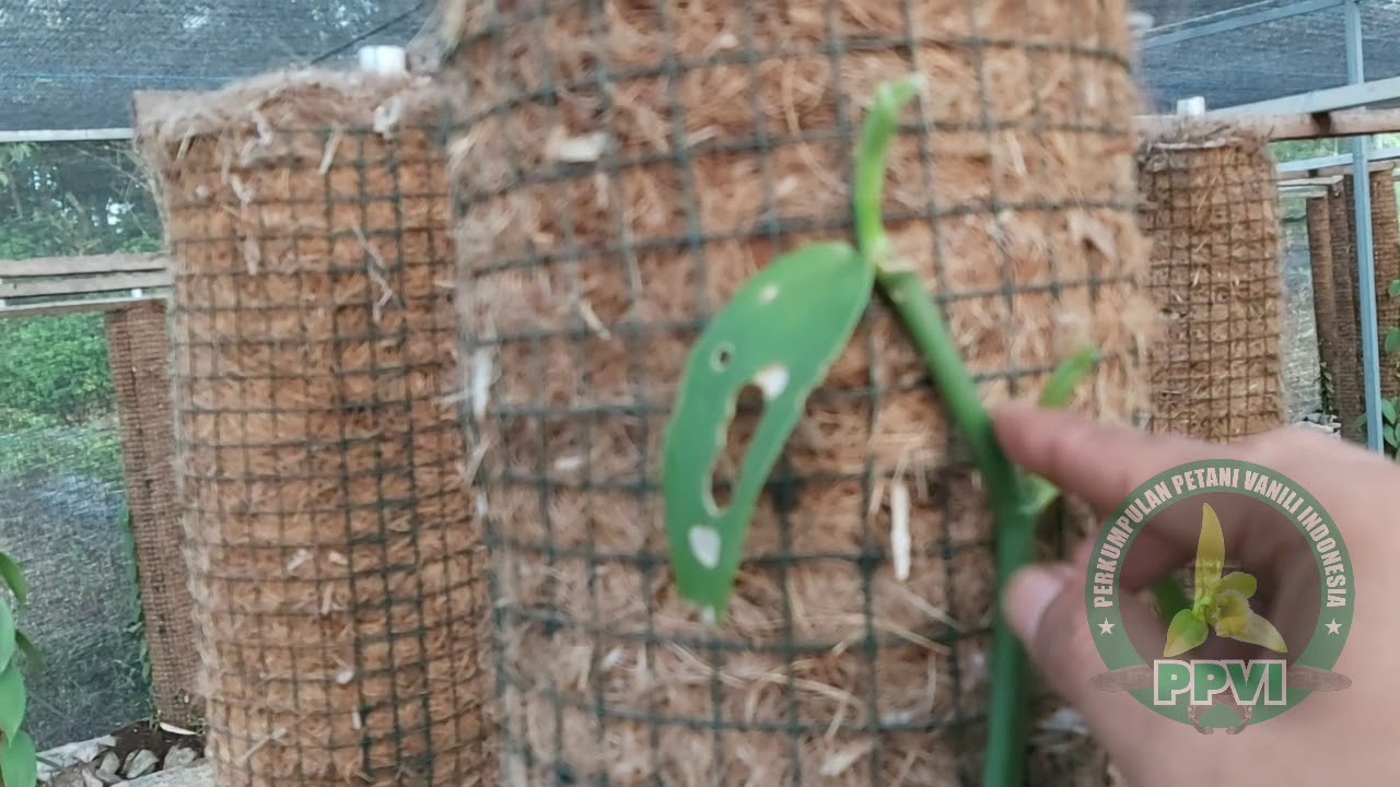Wahh.. Ini Hasilnya Jika Bertani Vanili Dengan Hati || The Journey of Vanilla 🇮🇩