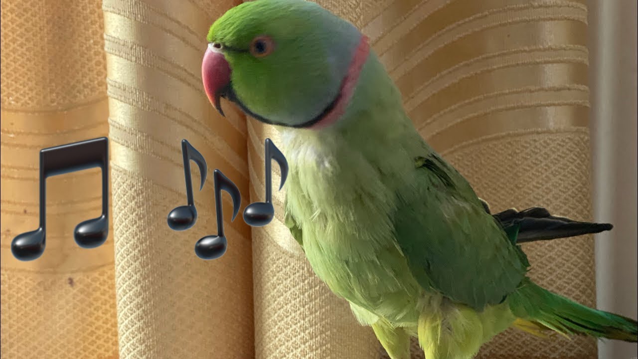 Indian green parakeets chirping #asmr #parrot #birdsavairy (Episode-66)