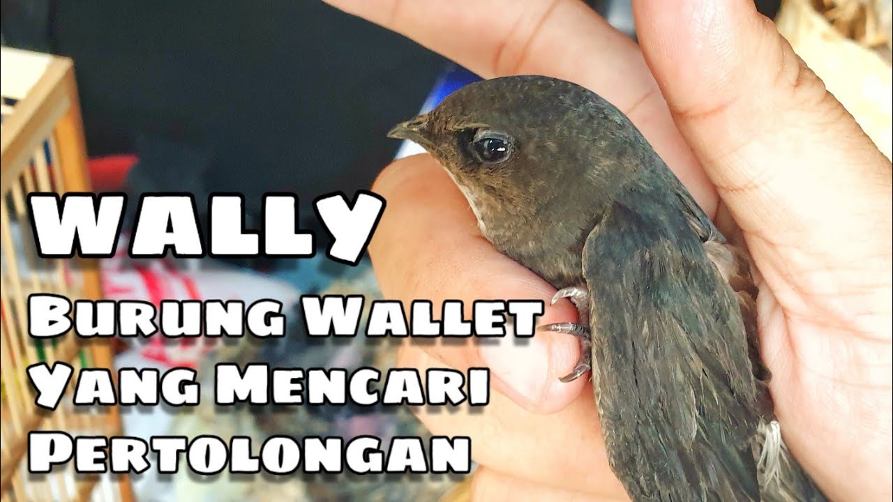 Wally - Burung Walet Yang Memanggil Pertolongan