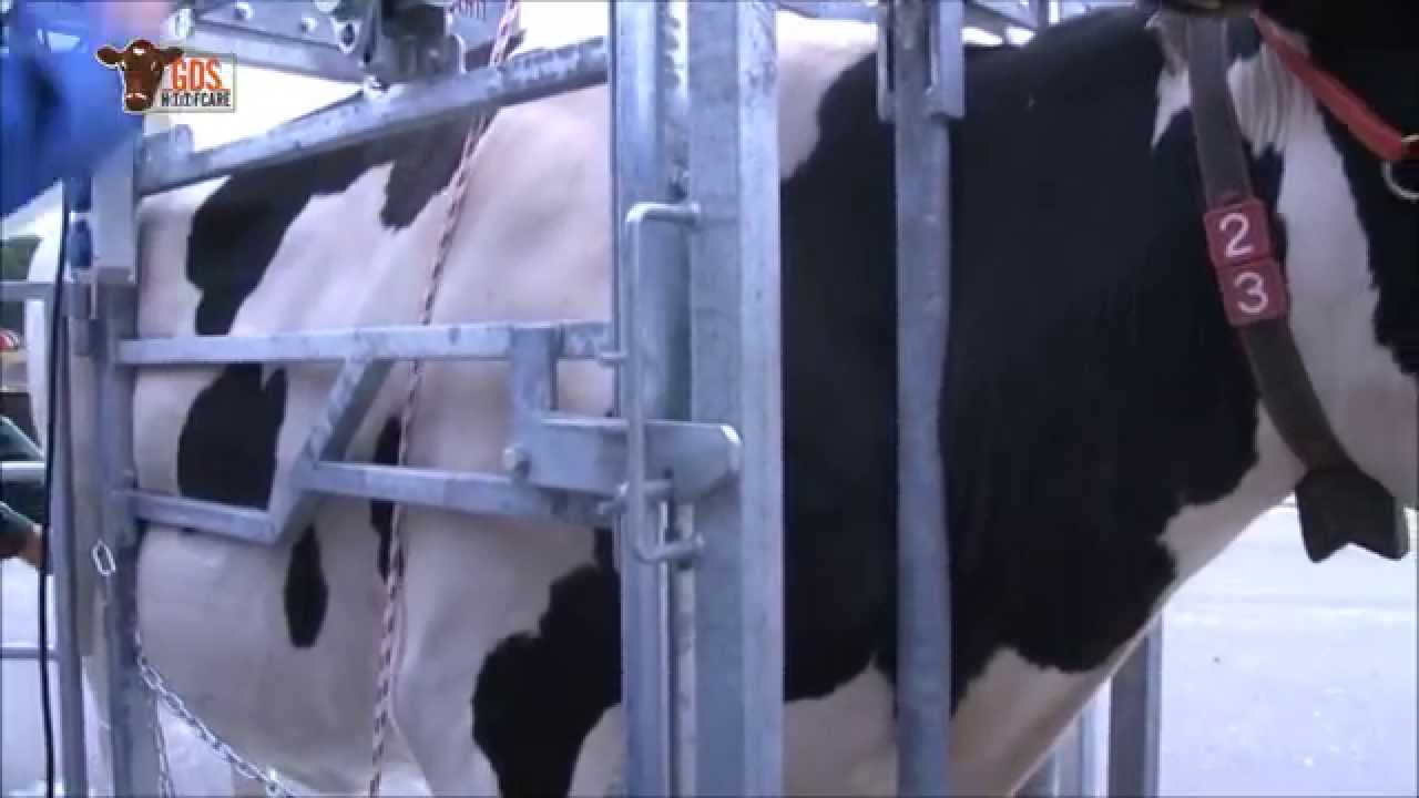 Manual cattle foot trimming crush