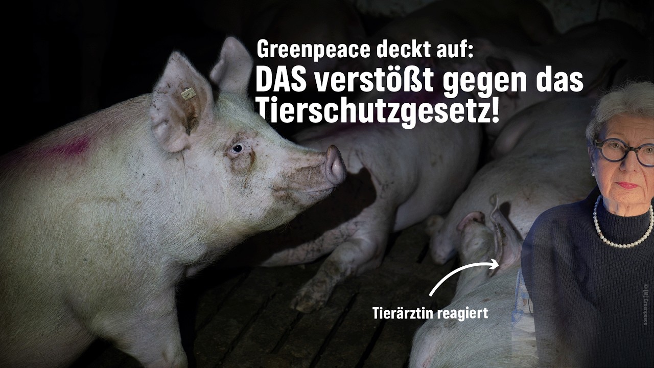 Mitten in Deutschland: So sehr leiden Schweine f&uuml;r EDEKA & Co | Greenpeace deckt auf 🔎