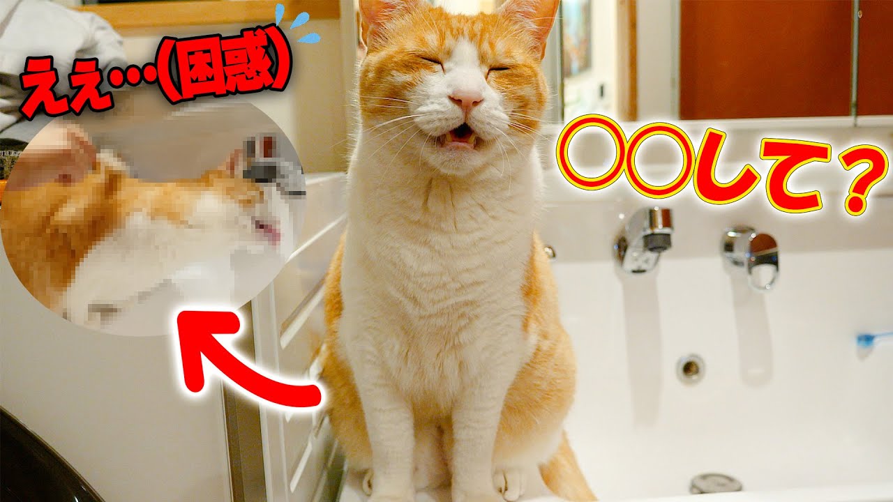 おねだりの仕方が可愛すぎるけど内容が変態的すぎる猫
