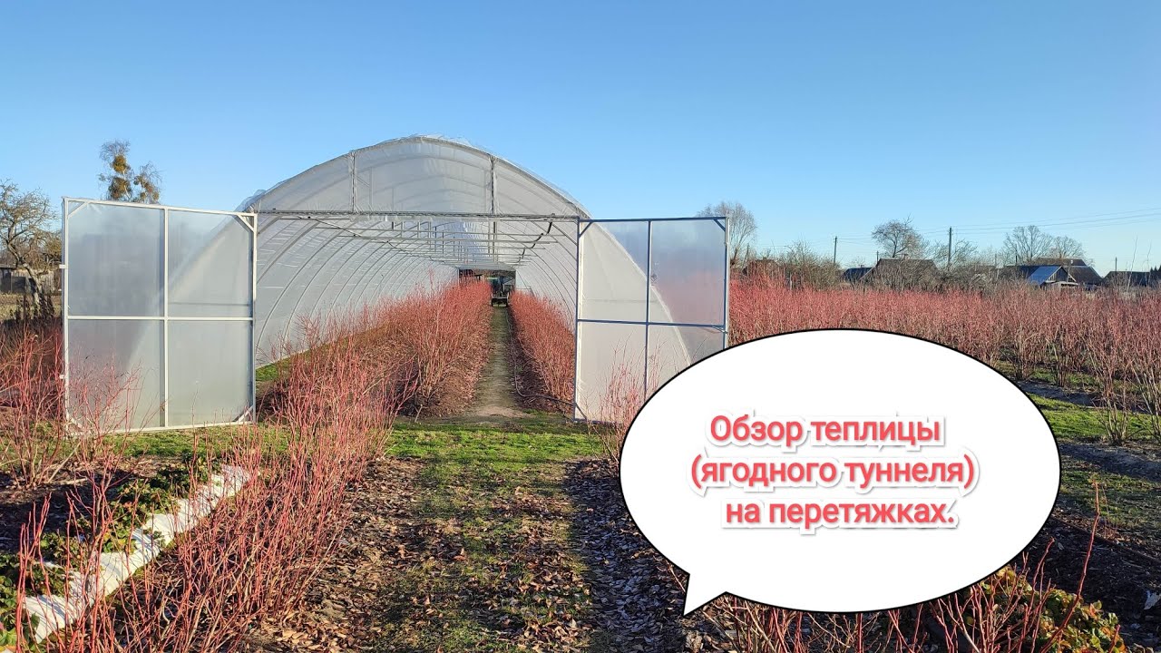 Обзор теплицы (ягодного туннеля) на перетяжках для голубики.