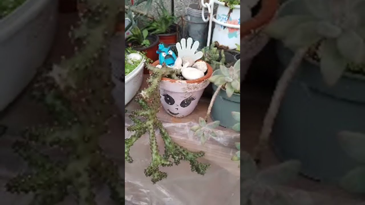 Felíz fin de semana bendiciones 💚🌵🌸🍂