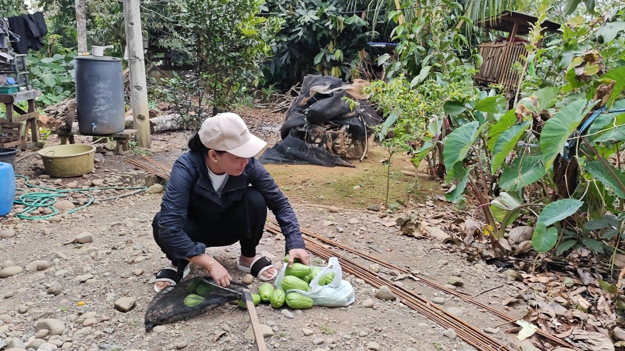 First time ko mang harvest ng sayote 15pesos ang kilo / Bukidnod 