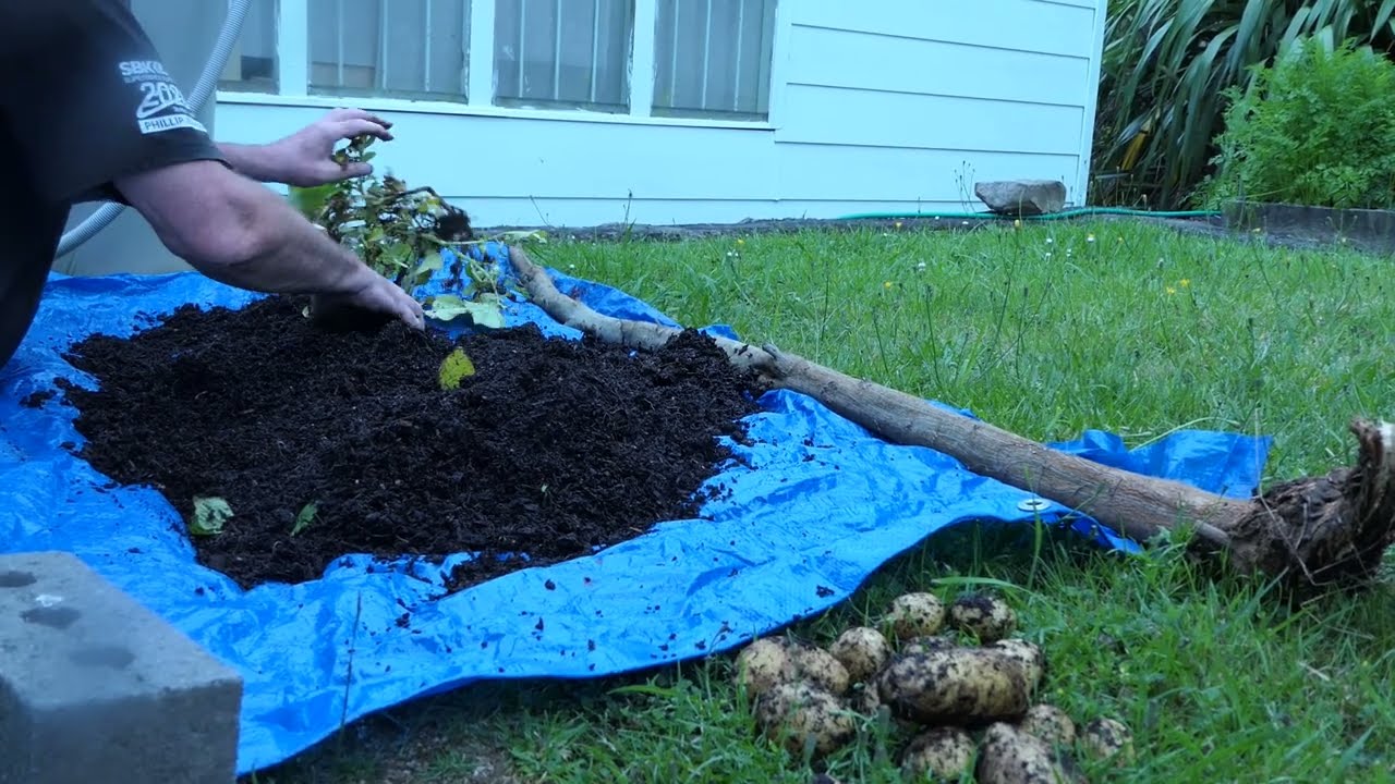 Houston harvests some of our potatoes, January 2026 in Lower Hutt, NZ