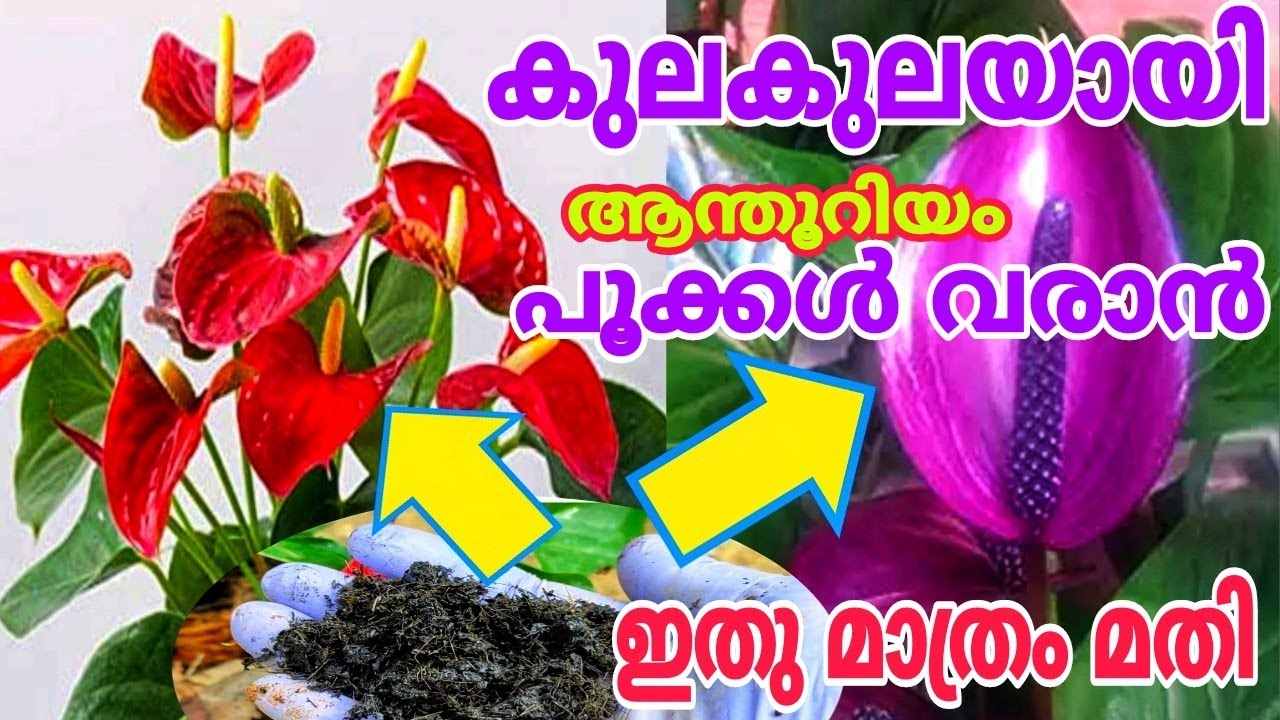 അറിയാതെ പോയ ഇതു മാത്രം ചെയ്താൽ പൂക്കൾ കൊണ്ടു നിറയും Anthurium Propagation