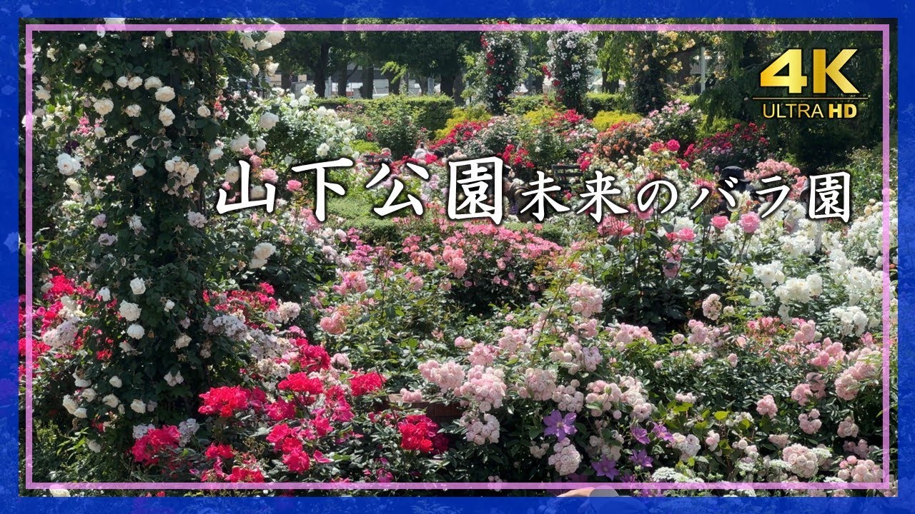 2025年5月13日 山下公園・未来のバラ園（神奈川県横浜市）🌹春バラ見頃の美しい海辺の風景【4K】