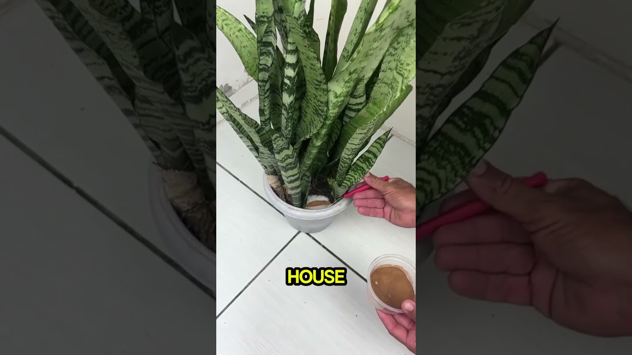 Магия монетных растений 🌱 #шорты