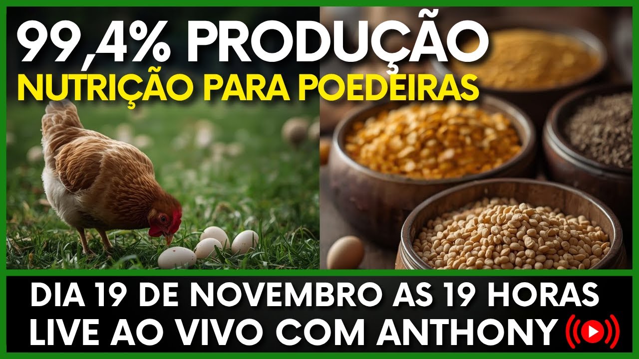 O Passo a Passo Para Explodir sua Produ&ccedil;&atilde;o de Ovos Caipiras!