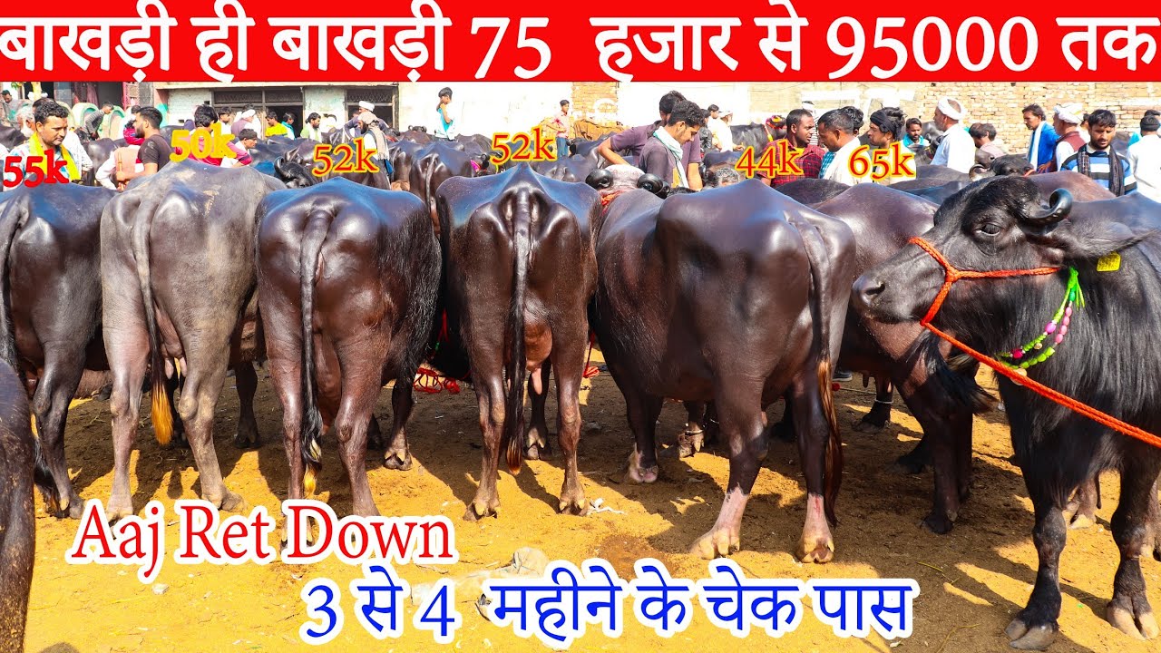 आज रेट डाउन बाखड़ी भैंसों के, बाखड़ी बाखड़ी मुर्रा बफेलो Pashu Mandi kosikala