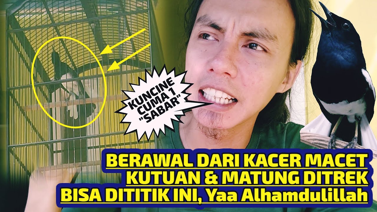 TIPS MERAWAT KACER MACET, KUTUAN, DAN MATUNG AGAR CEPAT GACOR BUKA EKOR KEMBALI FIGHTER
