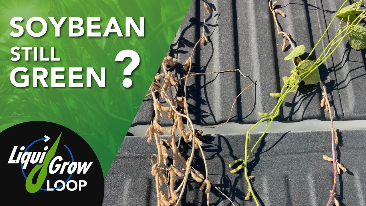 Delayed Senescence in Soybean