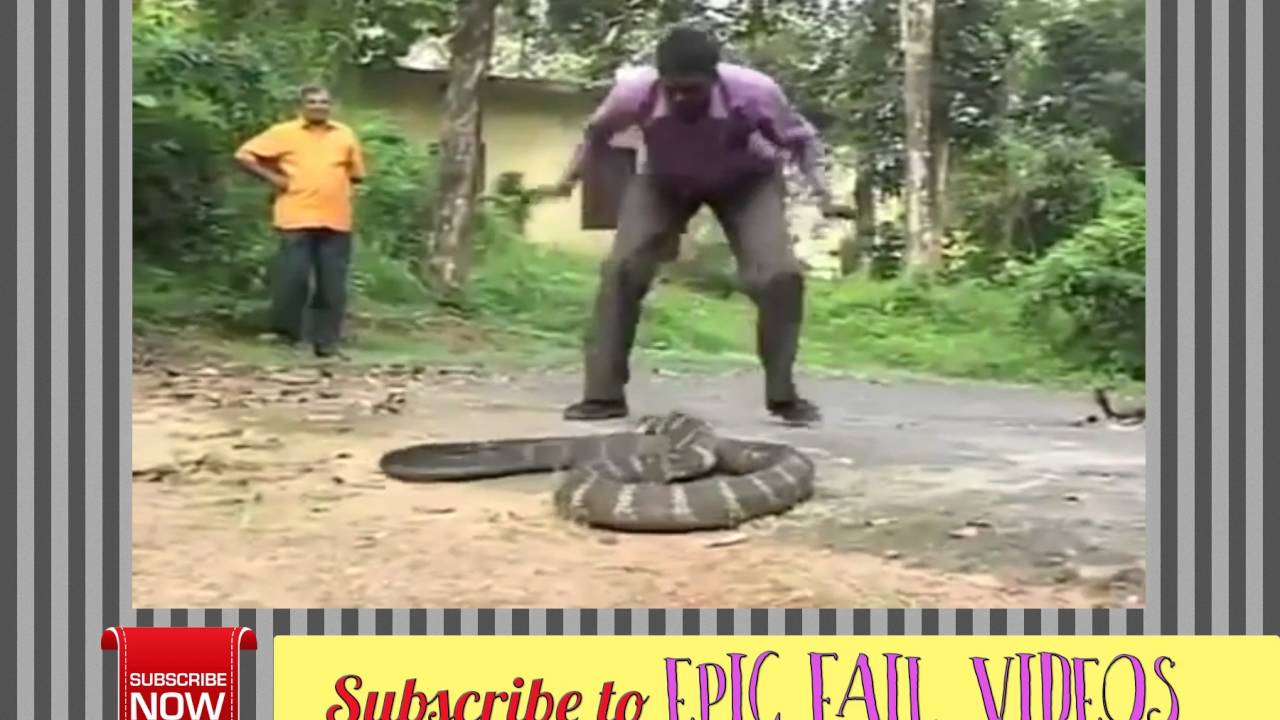 king cobra snake attack in kerala india