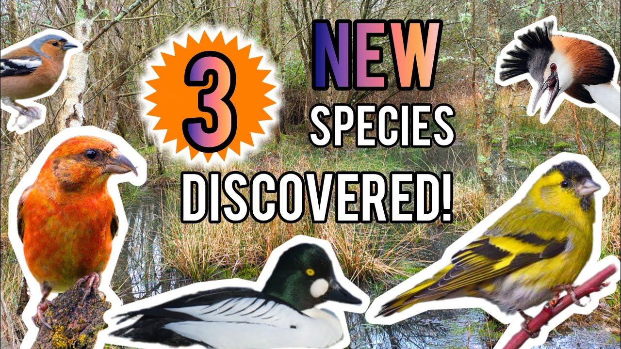 3 BRAND NEW SPECIES DISCOVERED! | Birdwatching for Rare & Amazing Water fowl and songbirds