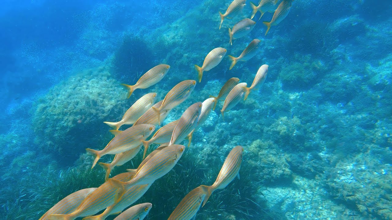 078 - Snorkeling - Espagne - Les îles MEDES sur la Costa Brava - version longue 35mn