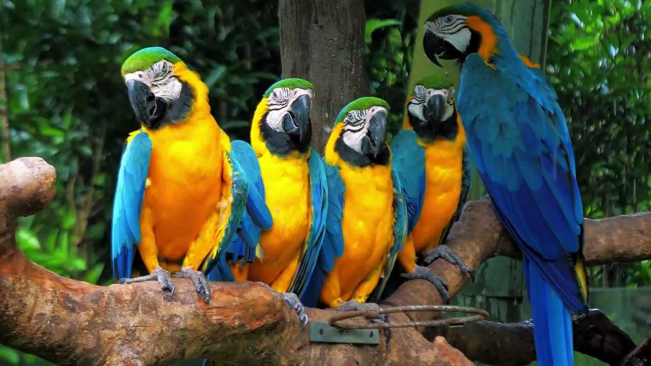 Why Can Parrots Talk? The Amazing Secret!