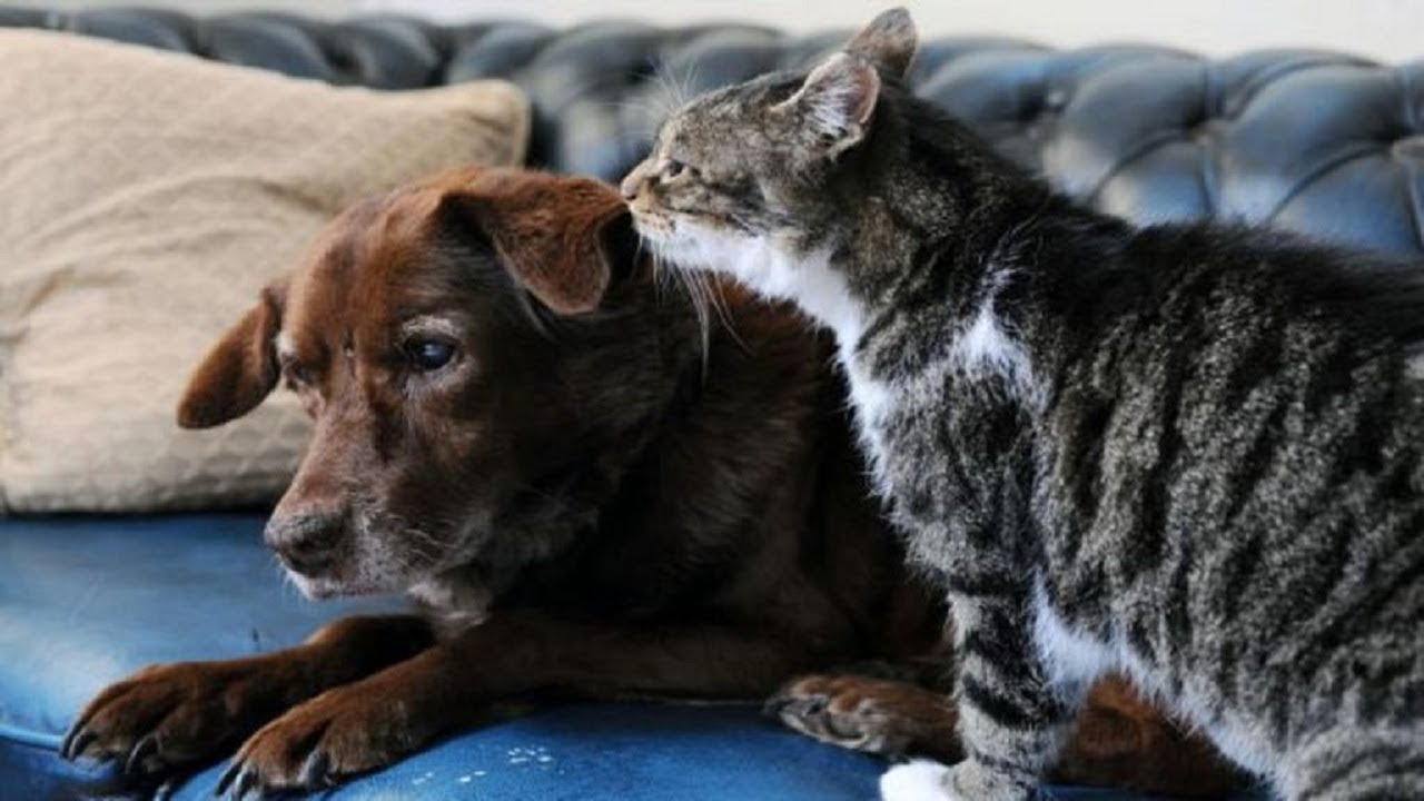 This blind dog recruited a seeing eye cat to help him get around