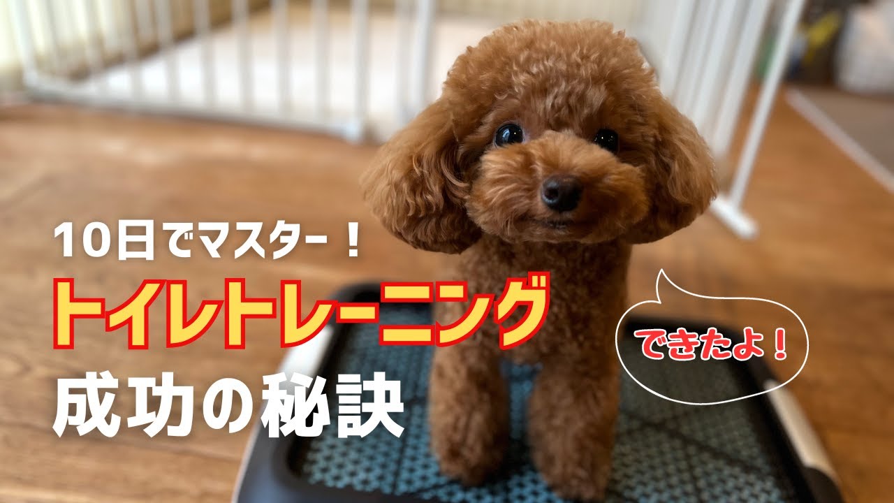 【トイレトレーニング】10日でトイレをマスター！我が家の簡単トレーニング方法 / 凸凹トイプードル