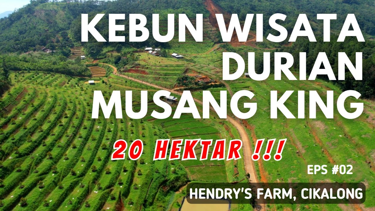 20 HEKTAR !!! KEBUN DURIAN BEST VIEW | MUSANG KING | BAWOR | DURI HITAM | AGROBISNIS |  GLAMPING