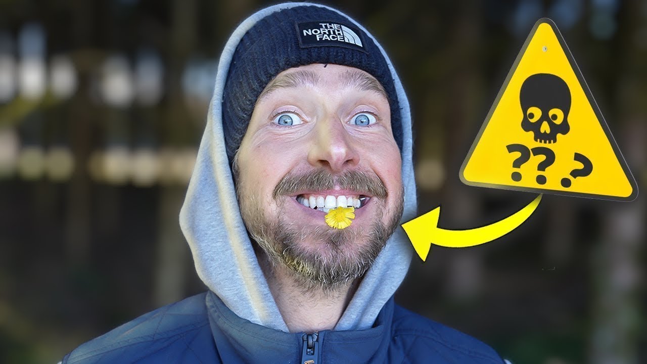 Huflattich: GIFTIG oder GESUND? Warum redet niemand über diese Heilpflanze?
