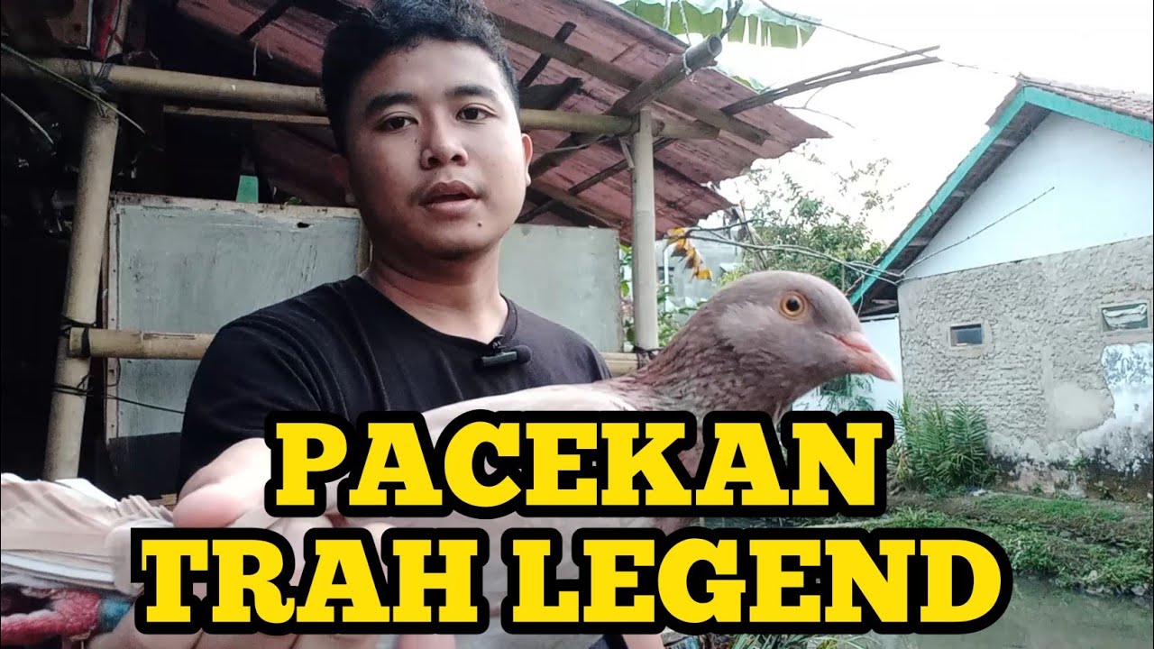 SPIL PACEKAN DI KANDANG MERPATI ZANS 