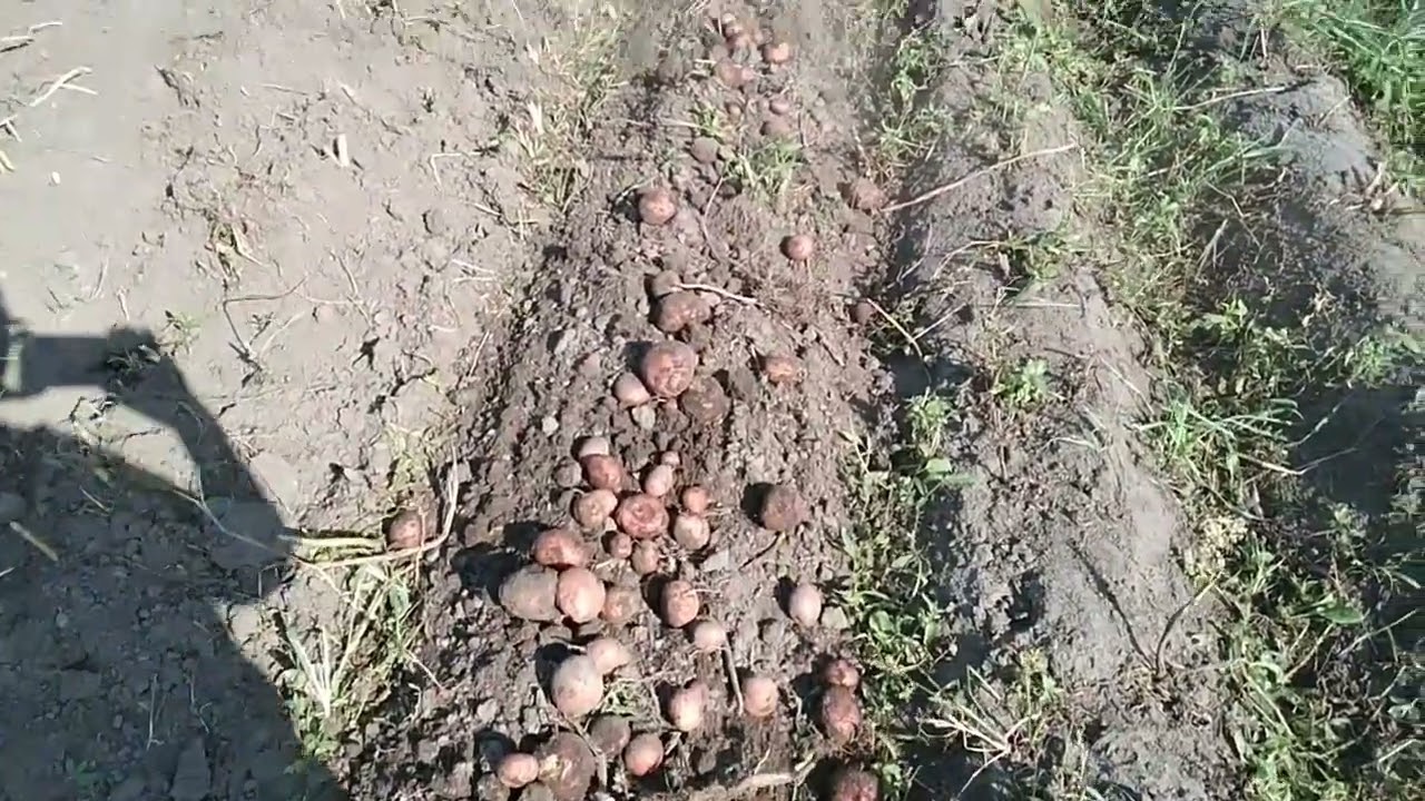 Кентавр Т -18, картофелекопалка КТ3, начало сезона копки картошки 2022