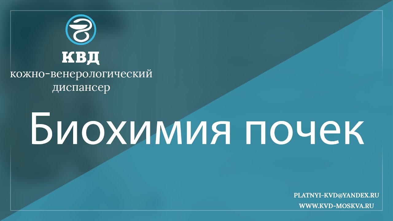 62  Биохимия почек