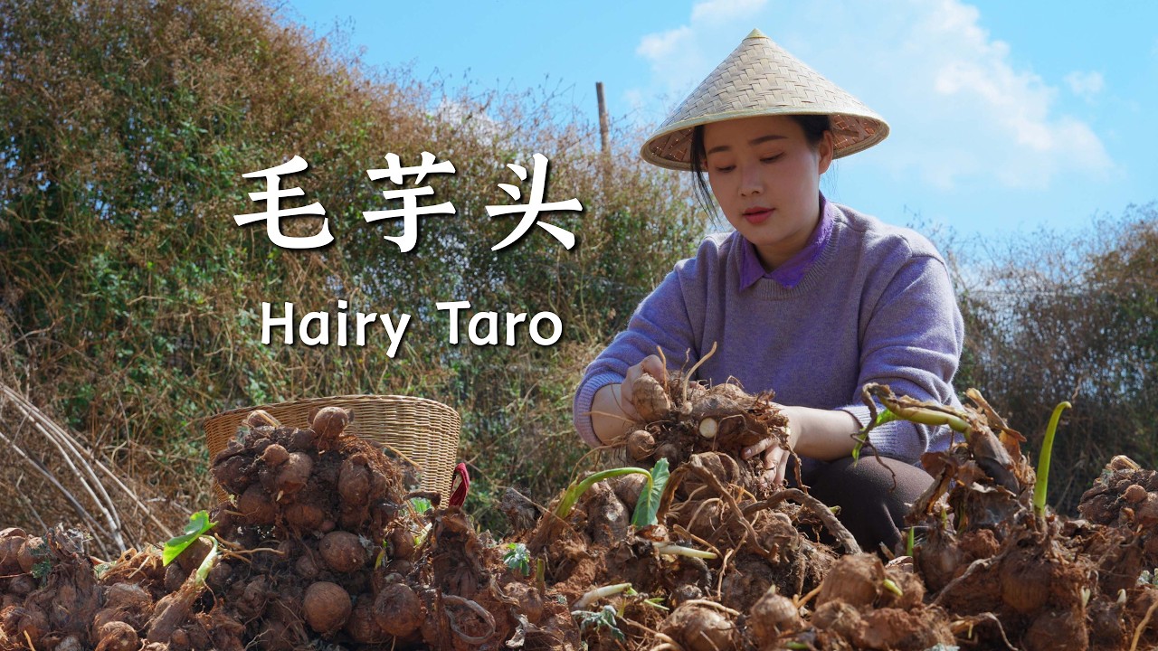 Yunnan mountain taro: one taro, a hundred flavors, warming every meal.【滇西小哥】