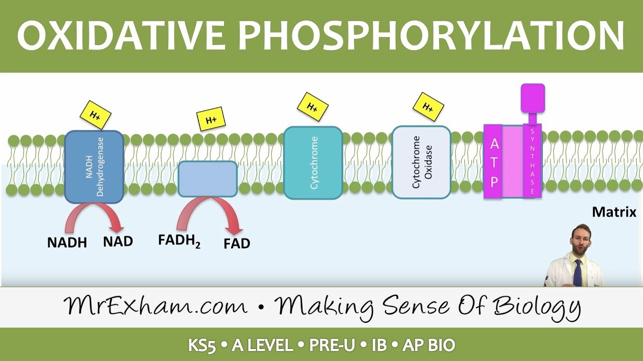 Cellular Respiration - Oxidative Phosphorylation - Post 16 Biology (A Level, Pre-U, IB, AP Bio)