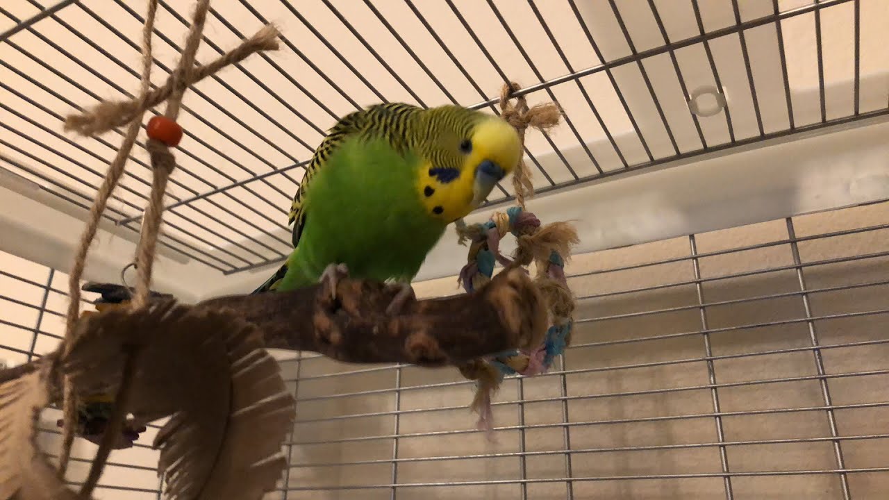 Talking parakeet FAQ! Answers in chat.