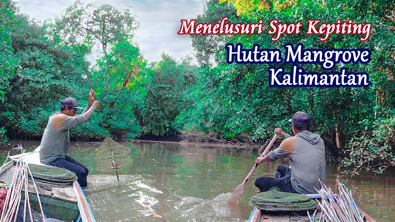 Part 1 | Nelayan Ambau | Memasang Ambau Kepiting di Hutan Mangrove Kalimantan