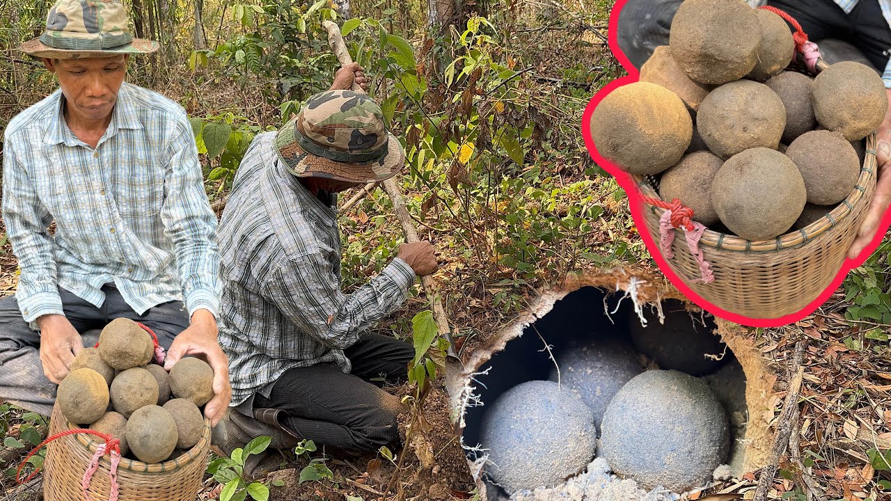 หาเบ้าขี้ควายของกินสุดแปลก!!หากินยาก 1ปีมีครั้งขุดหาง่ายๆมื้อนี้หาคาวเดี๋ยวเต็มตร้า 7/2/69