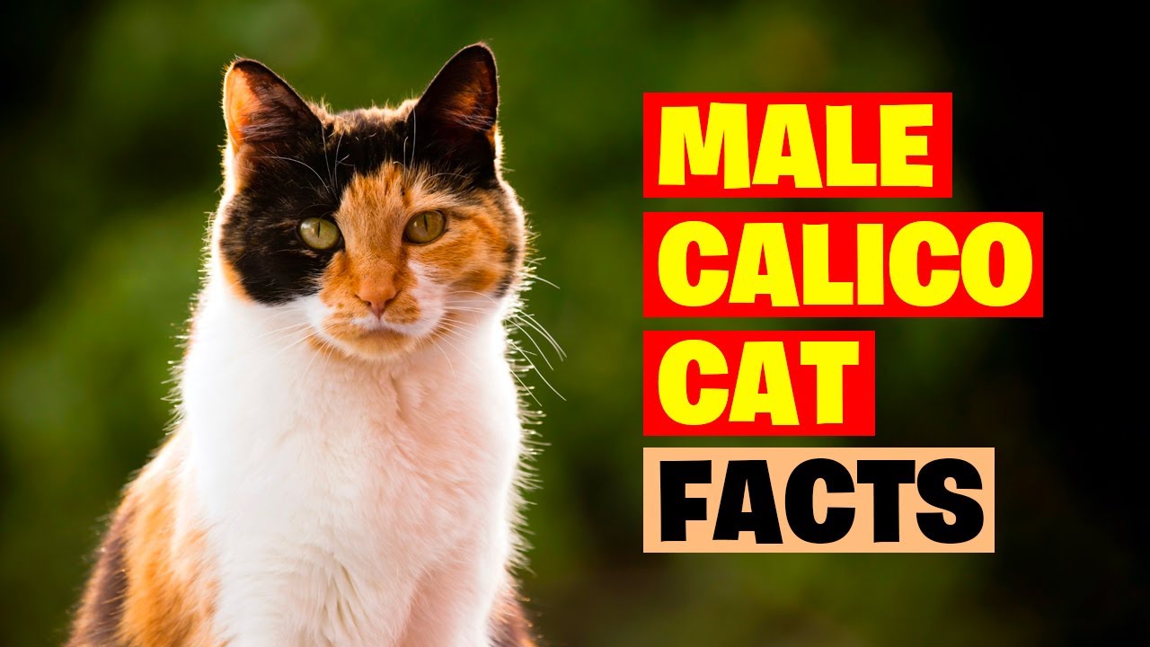 The Magic of Dilute Calico Cats -Unveiling their Unique Charms