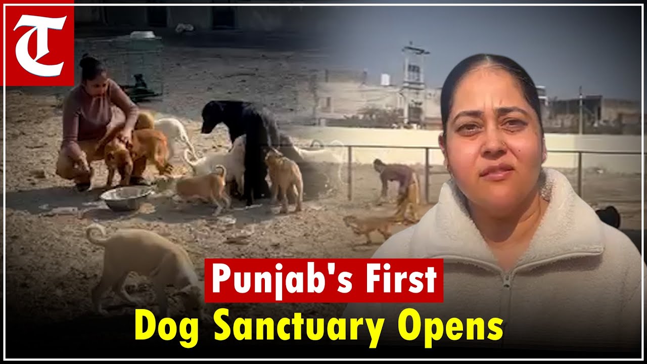 Punjab’s First Dog Sanctuary Opens in Ludhiana to Shelter 500 Stray Dogs