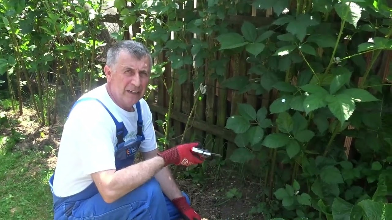 Cele mai importante lucrări de vară la mur