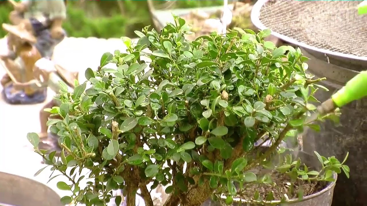 Como Sembrar Bonsáis Parte 2 - TvAgro por Juan Gonzalo Angel