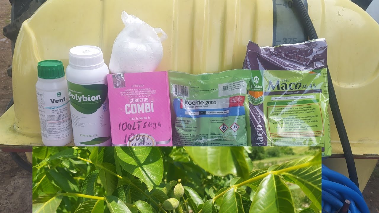 CEVİZ İÇ  KURDU İLACLAMA ZAMANI 1.İLACLAMA BUNU YAPMAZSAN CEVİZ YİYEMEZSİN