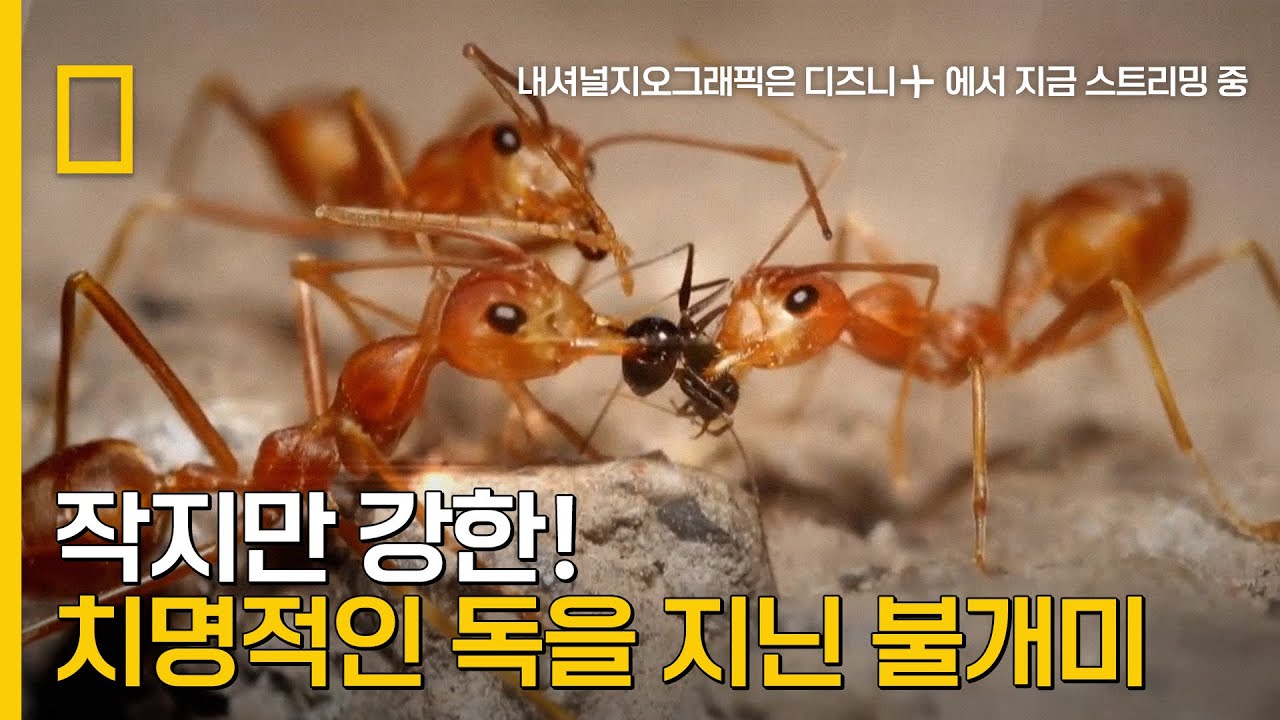 작지만 강한! 치명적인 독을 지닌 열대우림 불개미