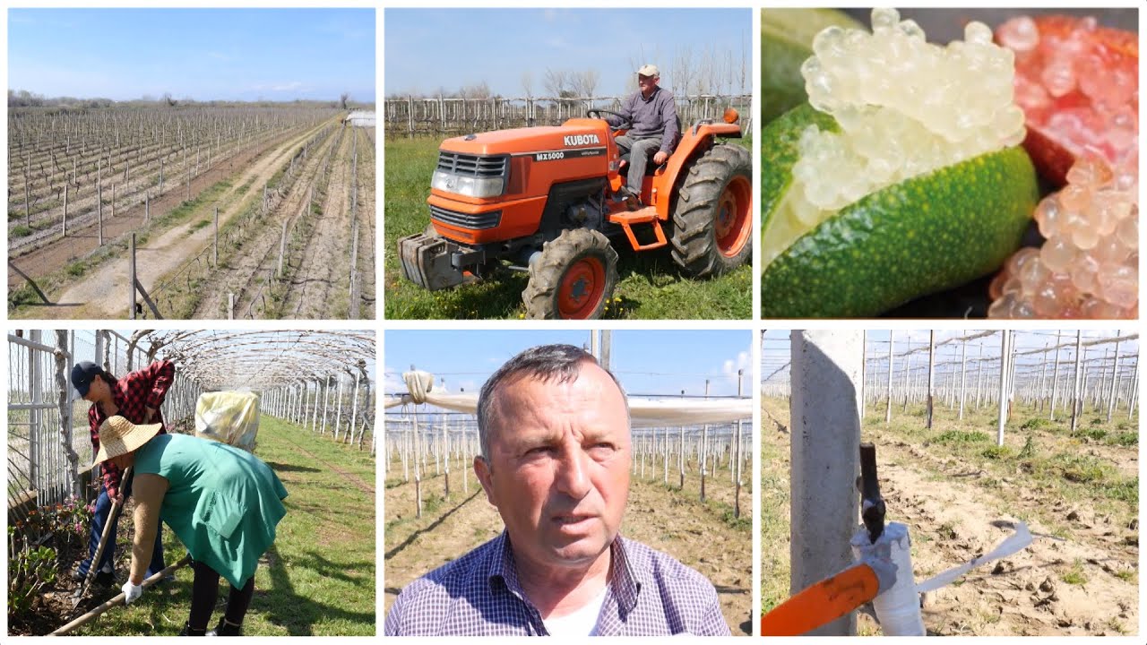 Njihuni me limonin më të shtrenjtë që kushton.../Sekreti i arrës që prodhon 80 kg një rrënjë