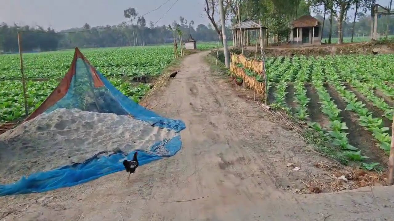 আমার ব্লগ জীবন: মনমোর রসনা গান সহ National village 